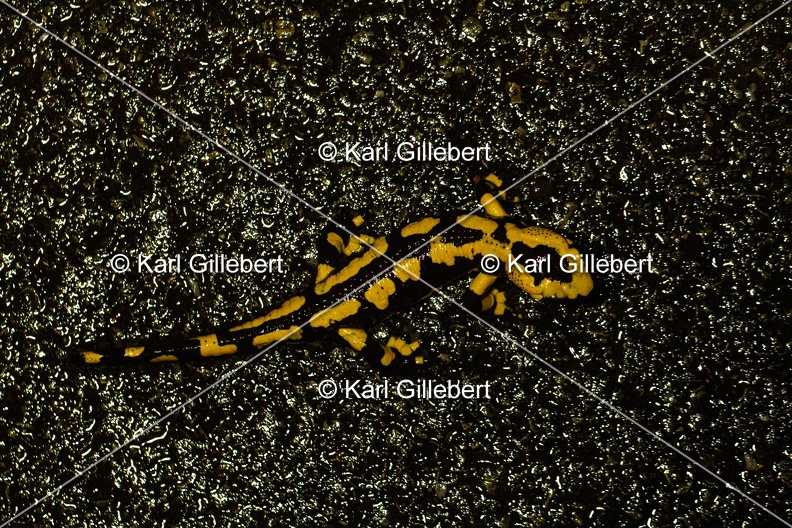 Karl-Gillebert-salamandre-tachetee-salamandra-salamandra-0060.jpg