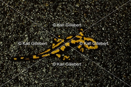 Karl-Gillebert-salamandre-tachetee-salamandra-salamandra-0060