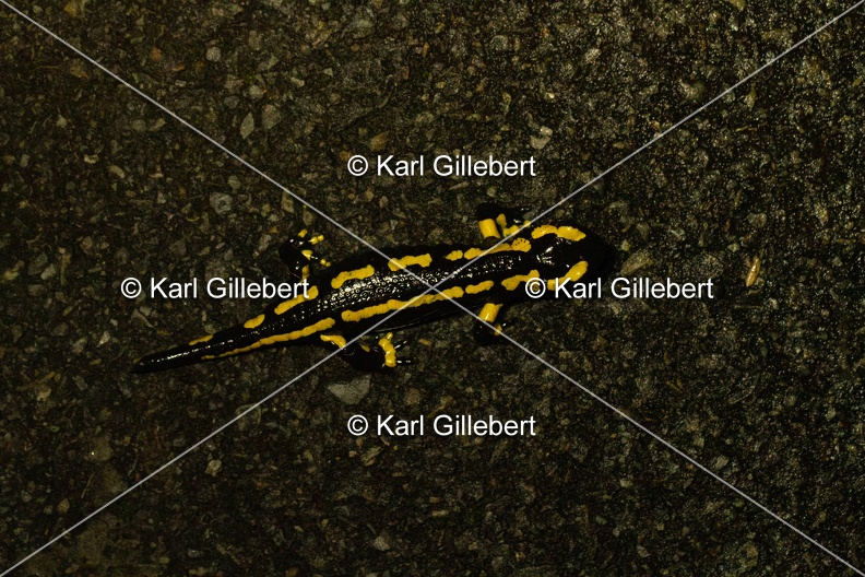 Karl-Gillebert-salamandre-tachetee-salamandra-salamandra-0064.jpg