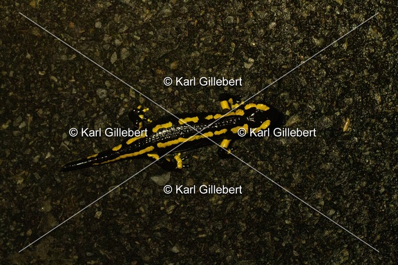 Karl-Gillebert-salamandre-tachetee-salamandra-salamandra-0064