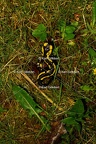 Karl-Gillebert-salamandre-tachetee-salamandra-salamandra-0079