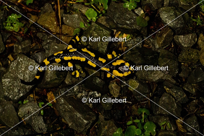Karl-Gillebert-salamandre-tachetee-salamandra-salamandra-0090.jpg