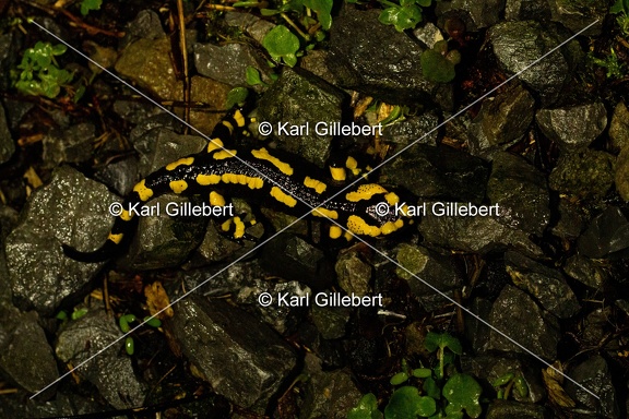 Karl-Gillebert-salamandre-tachetee-salamandra-salamandra-0090