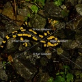 Karl-Gillebert-salamandre-tachetee-salamandra-salamandra-0090