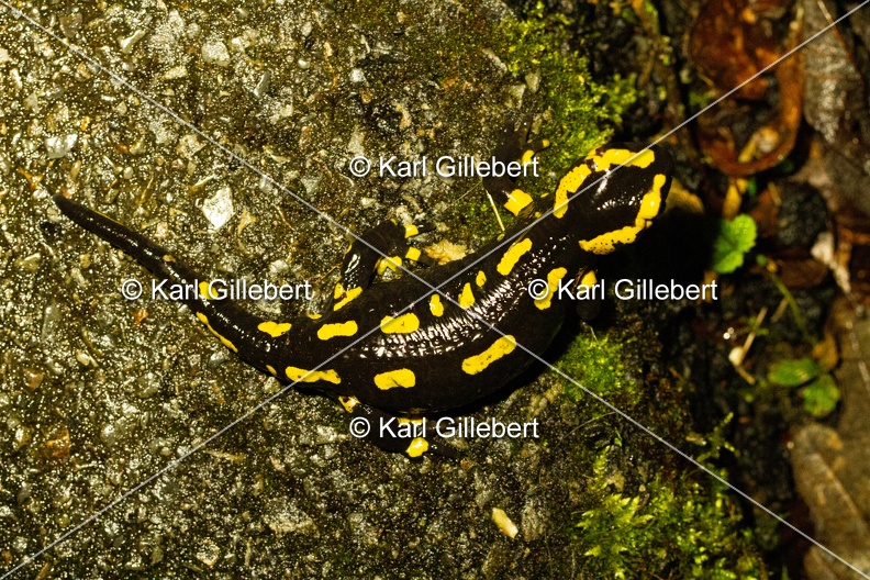 Karl-Gillebert-salamandre-tachetee-salamandra-salamandra-0094.jpg