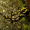 Karl-Gillebert-salamandre-tachetee-salamandra-salamandra-0094
