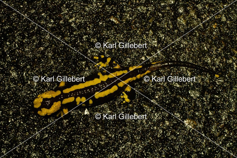 Karl-Gillebert-salamandre-tachetee-salamandra-salamandra-0101.jpg