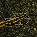 Karl-Gillebert-salamandre-tachetee-salamandra-salamandra-0101