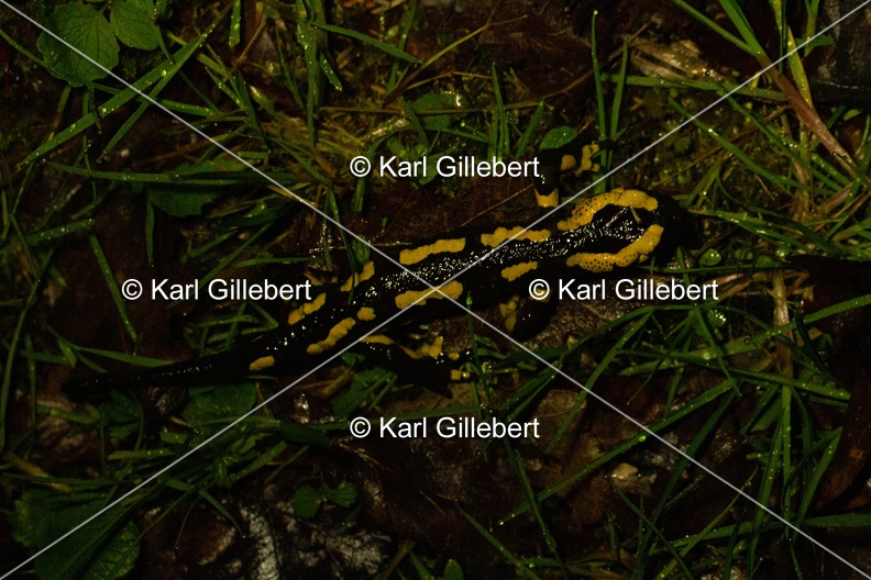 Karl-Gillebert-salamandre-tachetee-salamandra-salamandra-0110.jpg
