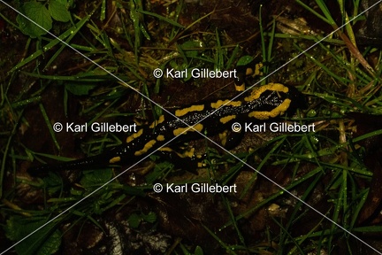 Karl-Gillebert-salamandre-tachetee-salamandra-salamandra-0110