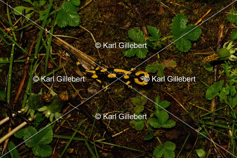 Karl-Gillebert-salamandre-tachetee-salamandra-salamandra-0115.jpg
