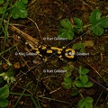 Karl-Gillebert-salamandre-tachetee-salamandra-salamandra-0115