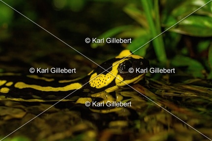 Karl-Gillebert-salamandre-tachetee-salamandra-salamandra-0115-2
