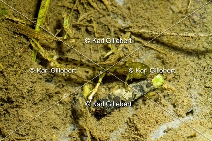 Karl-Gillebert-salamandre-tachetee-salamandra-salamandra-0162