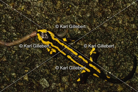 Karl-Gillebert-salamandre-tachetee-salamandra-salamandra-0176