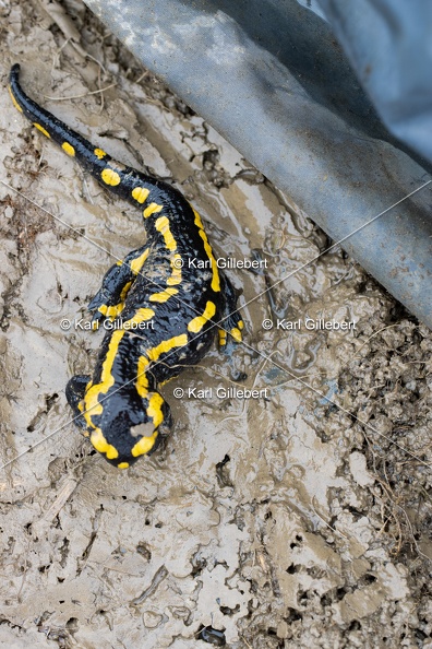 Karl-Gillebert-salamandre-tachetee-salamandra-salamandra-0223.jpg