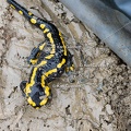 Karl-Gillebert-salamandre-tachetee-salamandra-salamandra-0223