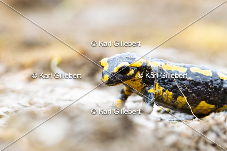 Karl-Gillebert-salamandre-tachetee-salamandra-salamandra-0235.jpg