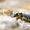 Karl-Gillebert-salamandre-tachetee-salamandra-salamandra-0235