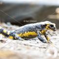Karl-Gillebert-salamandre-tachetee-salamandra-salamandra-0257.jpg