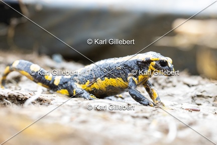 Karl-Gillebert-salamandre-tachetee-salamandra-salamandra-0257