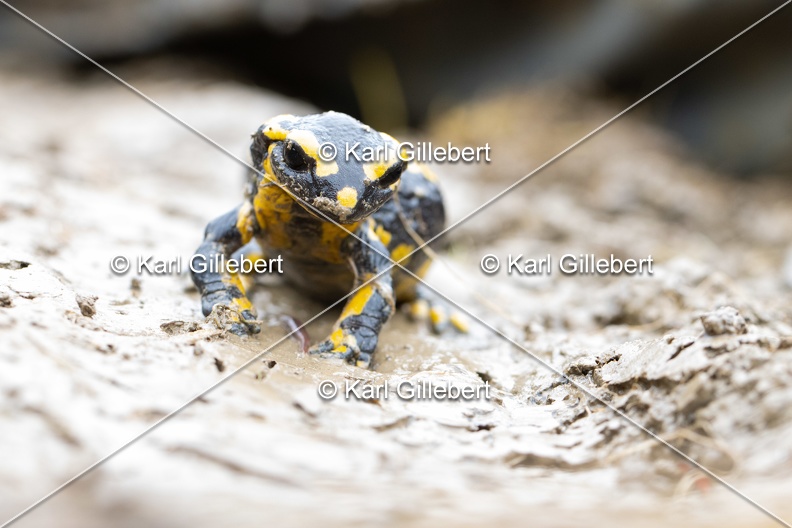 Karl-Gillebert-salamandre-tachetee-salamandra-salamandra-0266.jpg