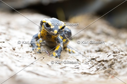 Karl-Gillebert-salamandre-tachetee-salamandra-salamandra-0266