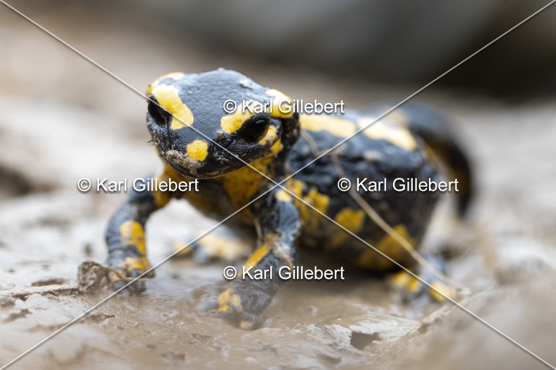 Karl-Gillebert-salamandre-tachetee-salamandra-salamandra-0279.jpg