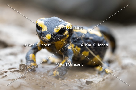 Karl-Gillebert-salamandre-tachetee-salamandra-salamandra-0279
