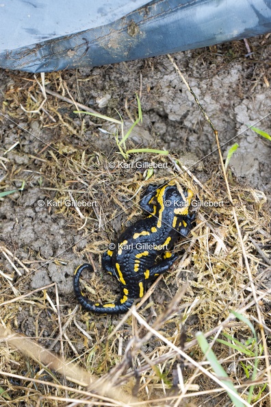 Karl-Gillebert-salamandre-tachetee-salamandra-salamandra-0284.jpg