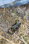 Karl-Gillebert-salamandre-tachetee-salamandra-salamandra-0284