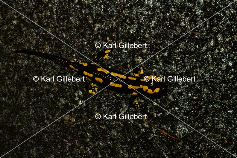 Karl-Gillebert-salamandre-tachetee-salamandra-salamandra-0500.jpg