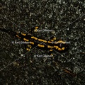 Karl-Gillebert-salamandre-tachetee-salamandra-salamandra-0500