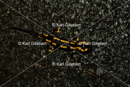 Karl-Gillebert-salamandre-tachetee-salamandra-salamandra-0500