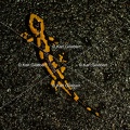 Karl-Gillebert-salamandre-tachetee-salamandra-salamandra-0508