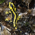 Karl-Gillebert-salamandre-tachetee-salamandra-salamandra-1383