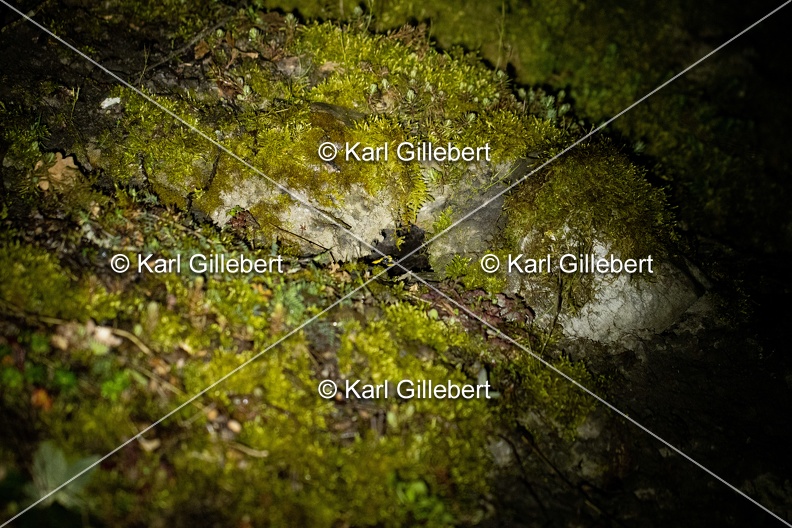 Karl-Gillebert-salamandre-tachetee-salamandra-salamandra-2801.jpg