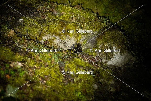Karl-Gillebert-salamandre-tachetee-salamandra-salamandra-2801