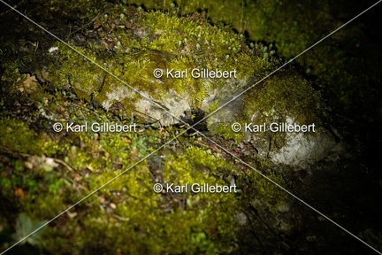 Karl-Gillebert-salamandre-tachetee-salamandra-salamandra-2801