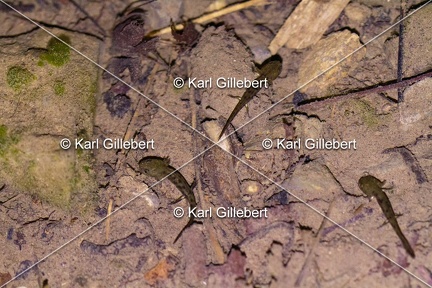 Karl-Gillebert-salamandre-tachetee-salamandra-salamandra-5216
