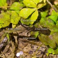 Karl-Gillebert-salamandre-tachetee-salamandra-salamandra-5232
