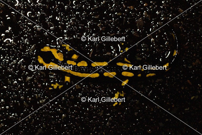 Karl-Gillebert-salamandre-tachetee-salamandra-salamandra-6808.jpg