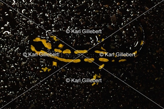 Karl-Gillebert-salamandre-tachetee-salamandra-salamandra-6808