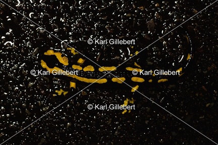 Karl-Gillebert-salamandre-tachetee-salamandra-salamandra-6808