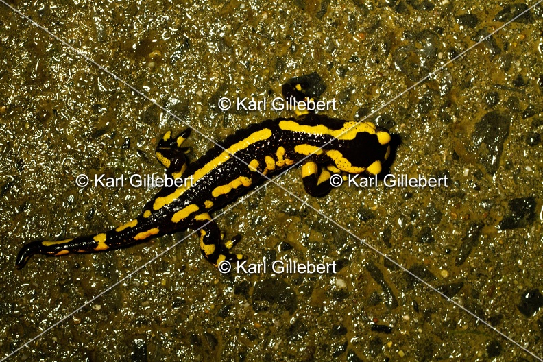 Karl-Gillebert-salamandre-tachetee-salamandra-salamandra-7273.jpg