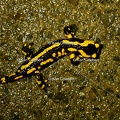 Karl-Gillebert-salamandre-tachetee-salamandra-salamandra-7273