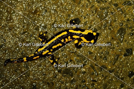 Karl-Gillebert-salamandre-tachetee-salamandra-salamandra-7273