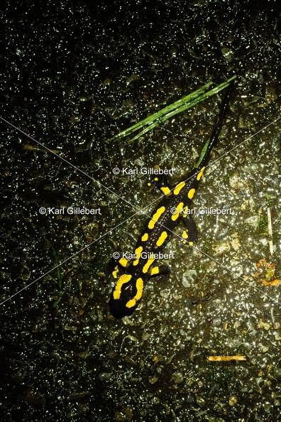 Karl-Gillebert-salamandre-tachetee-salamandra-salamandra-7291.jpg