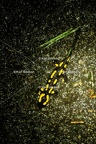 Karl-Gillebert-salamandre-tachetee-salamandra-salamandra-7291