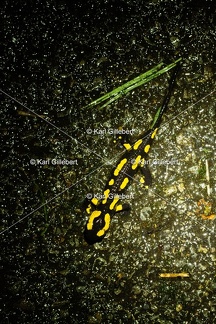 Karl-Gillebert-salamandre-tachetee-salamandra-salamandra-7291